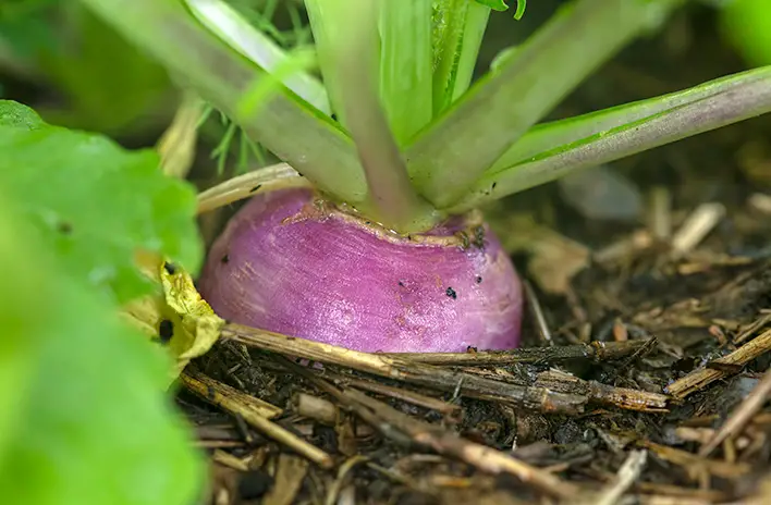 How to Grow Turnips