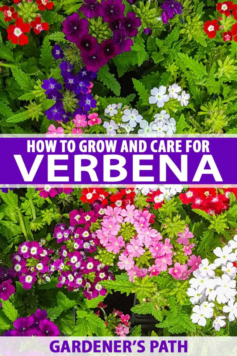 How to Grow Verbena