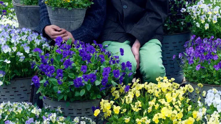 How to Grow Violas