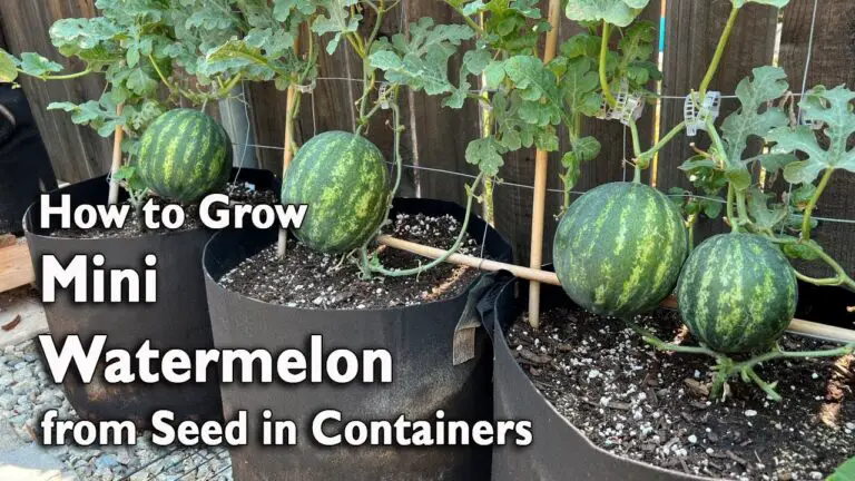 How to Grow Watermelon