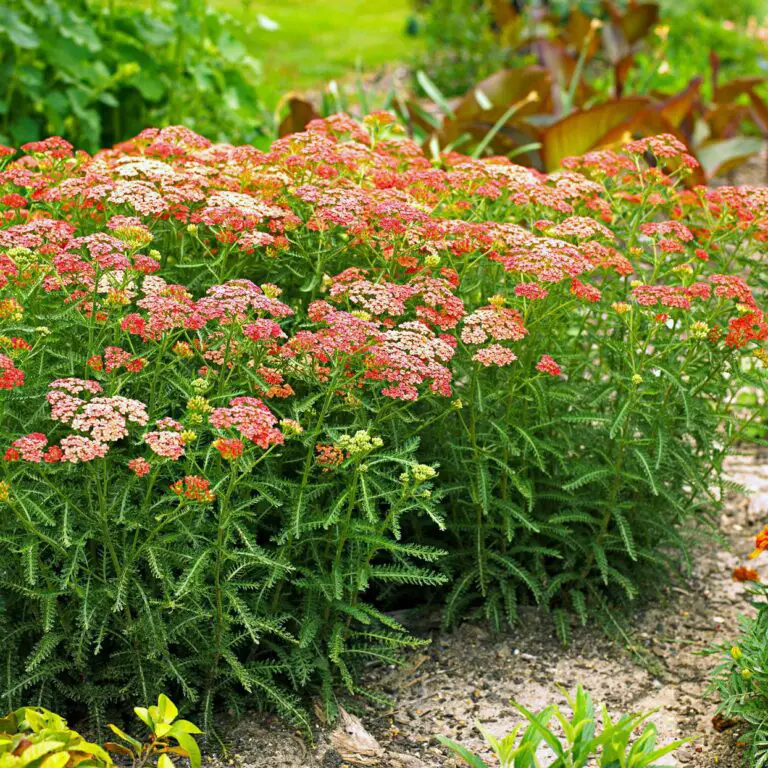 How to Grow Yarrow