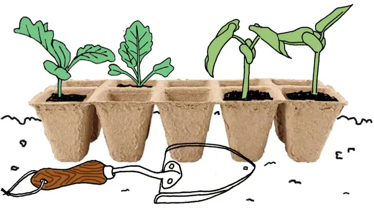 How To Grow Your Own Food