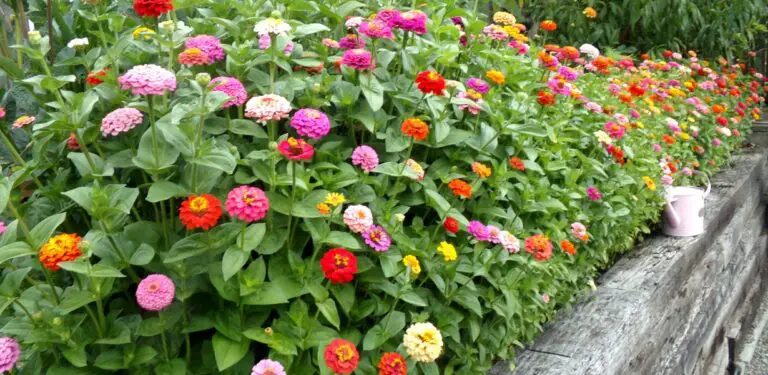 How to Grow Zinnias