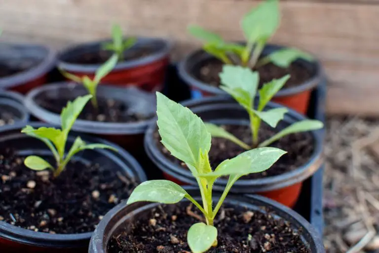 How To Harden Off Seedlings