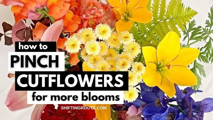 How To Pinch Flowers For More Blooms