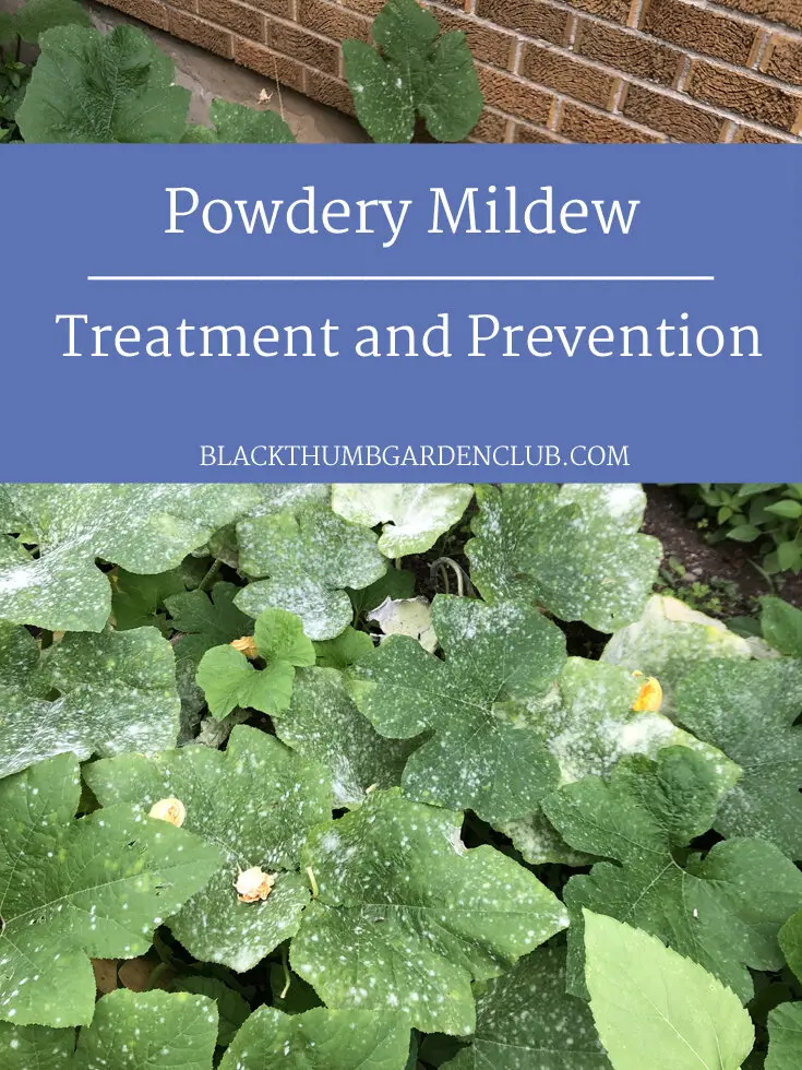 How to Prevent And Treat Powdery Mildew in Your Garden