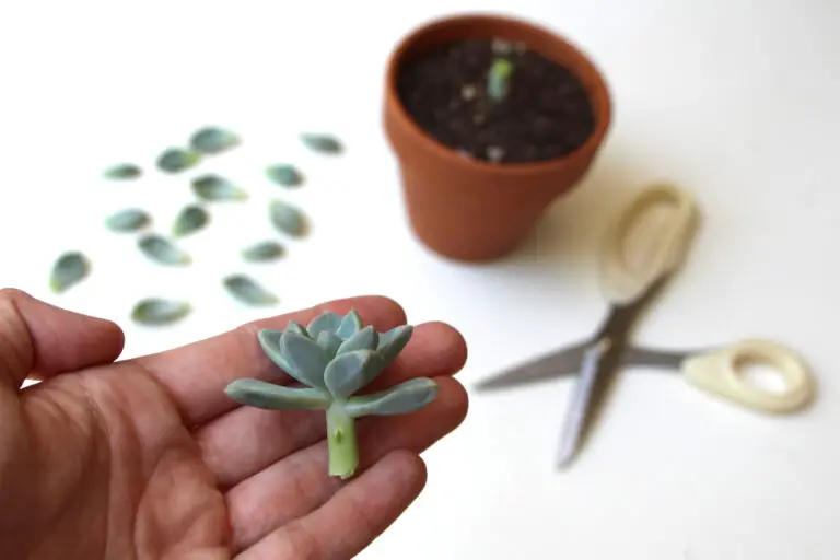 How to Propagate Succulents