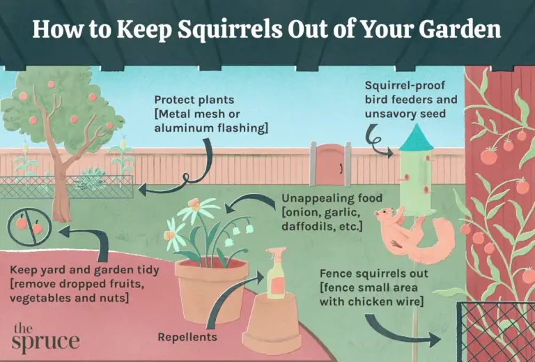 How To Protect Your Garden From Squirrels