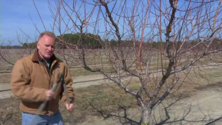 How To Prune a Peach Tree