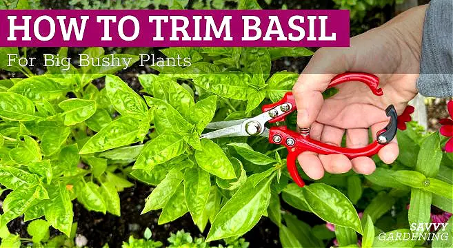 How To Prune Basil To Get A Big Bushy Plant