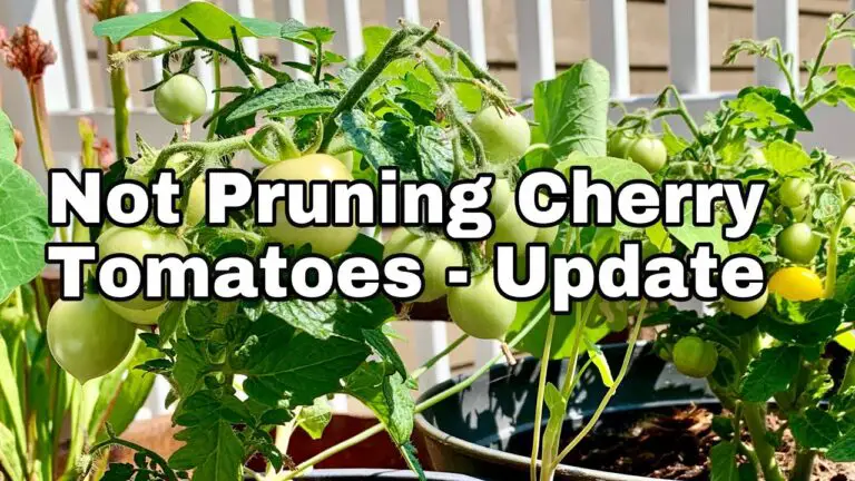 How To Prune Cherry Tomatoes