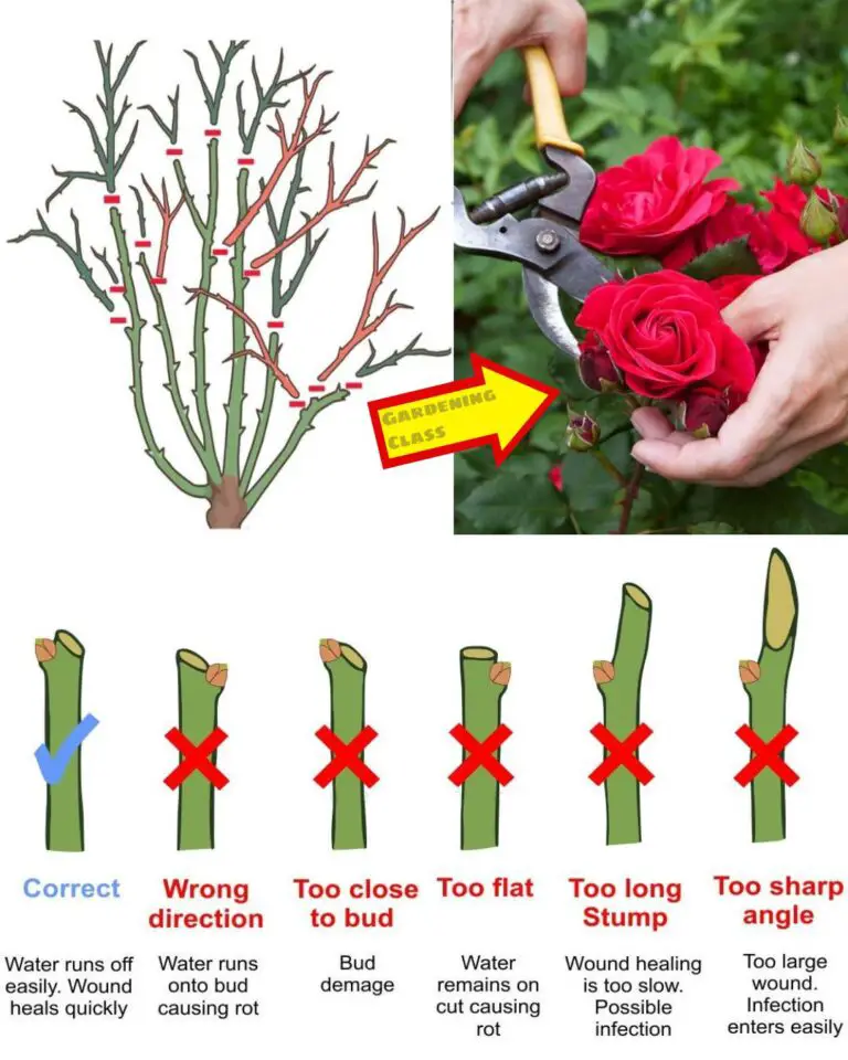 How to Prune Roses