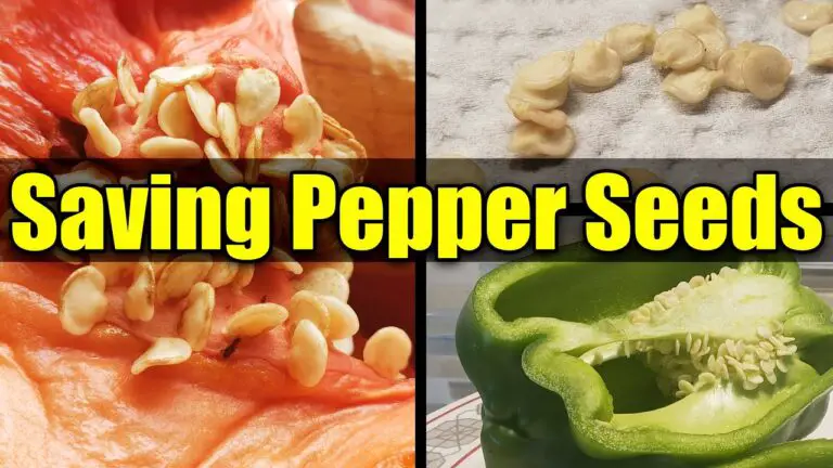 How To Save Seeds From Peppers?