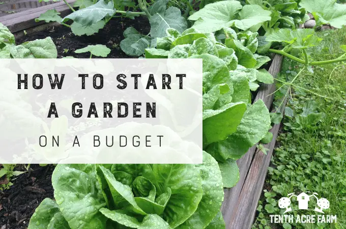 How to Start a Garden on a Budget