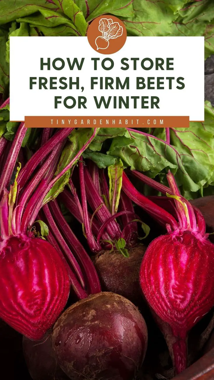 How to Store Fresh, Firm Beets for Winter