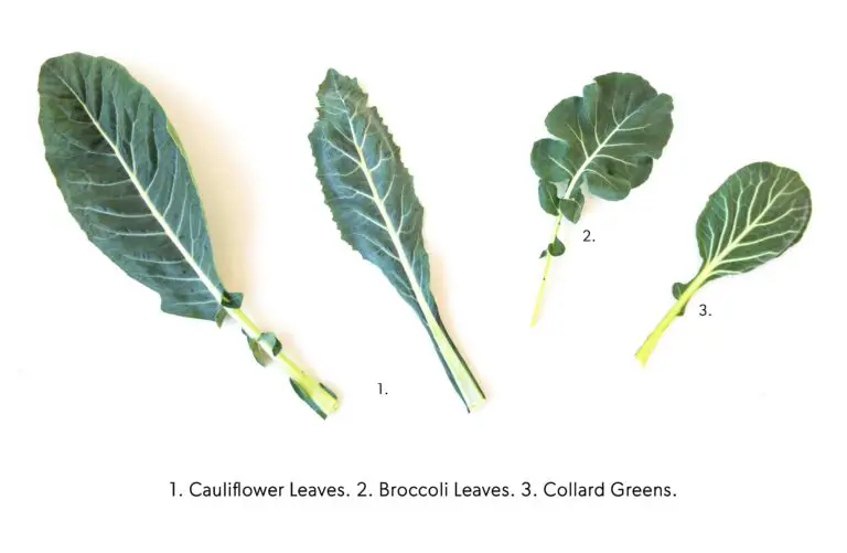 How To Use Broccoli And Cauliflower Leaves