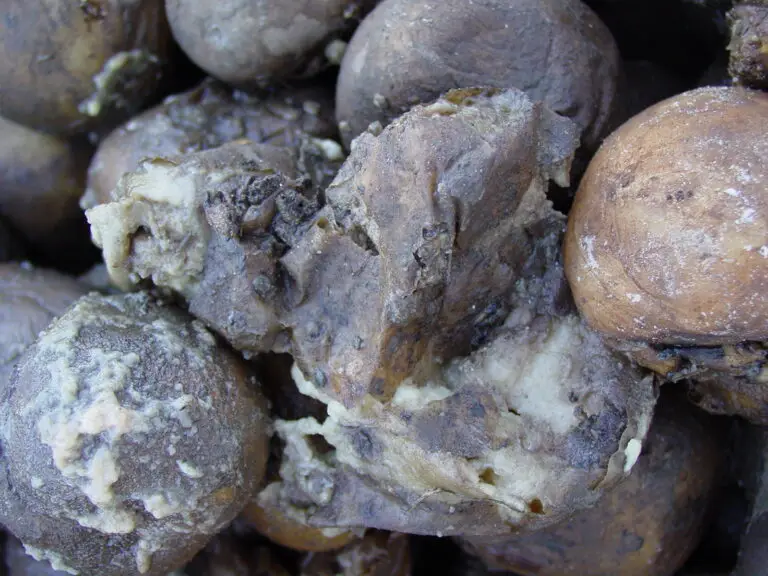 Why Are My Potatoes Rotting in Storage?