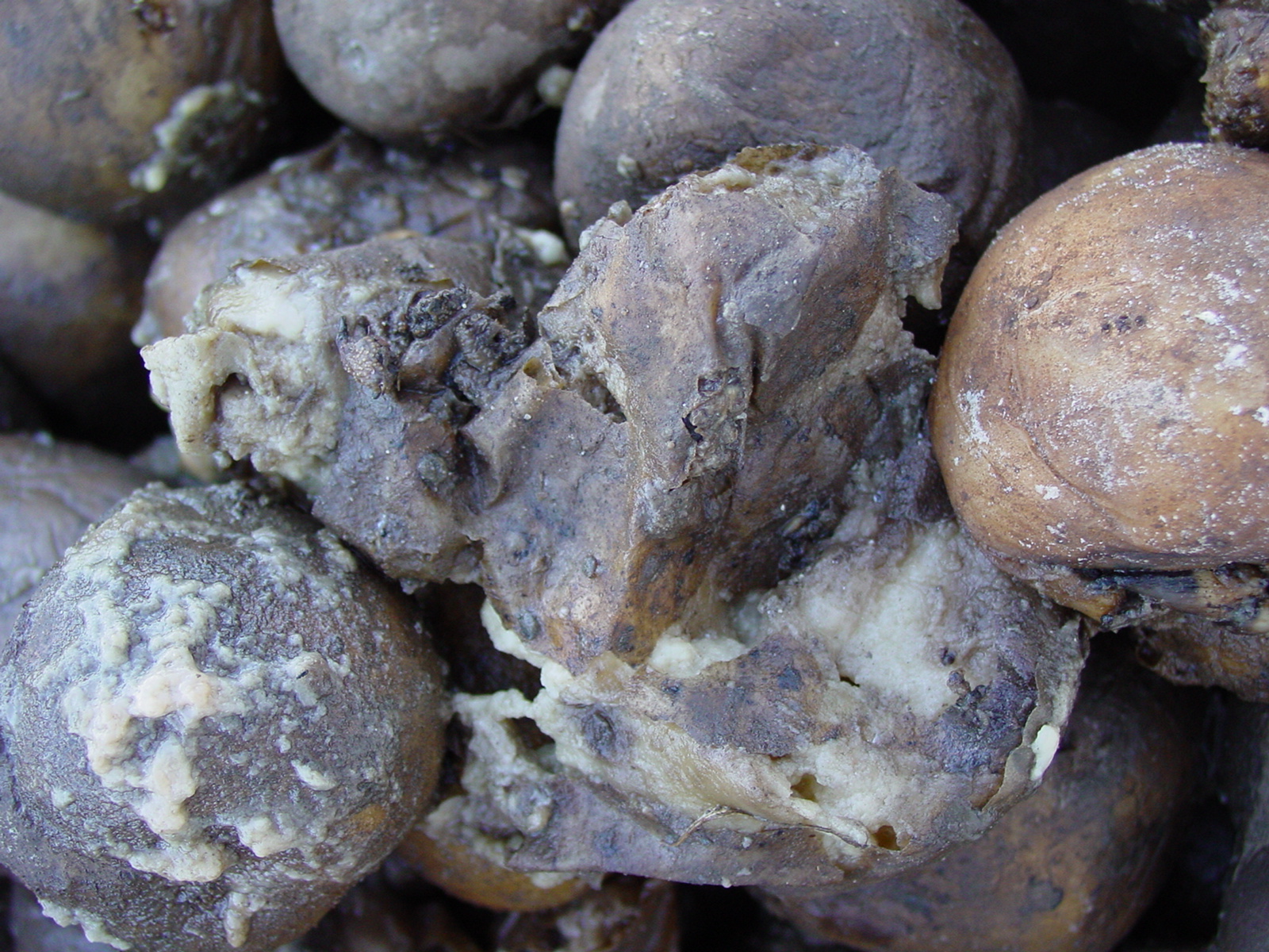 Why Are My Potatoes Rotting In Storage? Expert Tips & Solutions