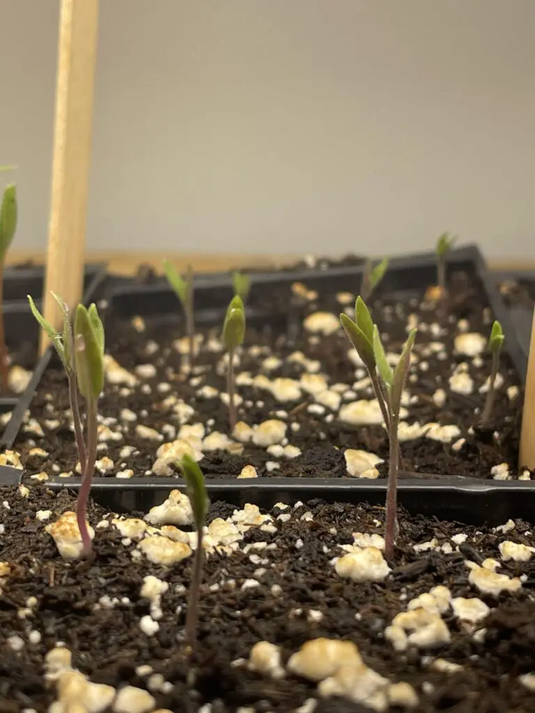 Why Are My Seedling Leaves Pointing Up?