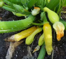 Why Are My Squash Rotting?