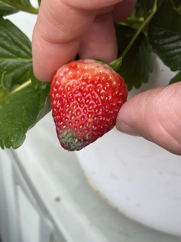 Why Are My Strawberries Rotting?