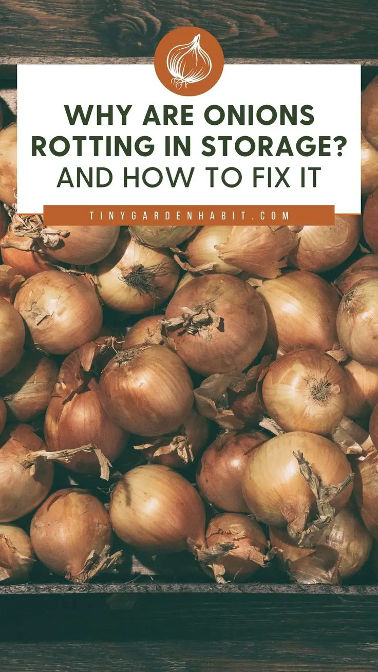 Why Are Onions Rotting in Storage?