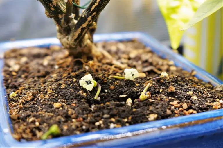 Why Are Peppers Dropping Flowers?