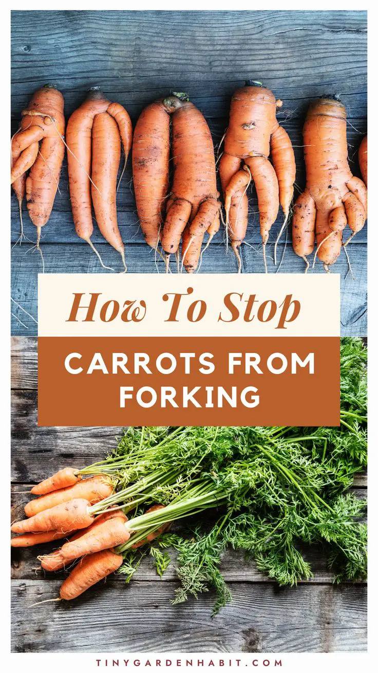 Why Do Carrots Fork?