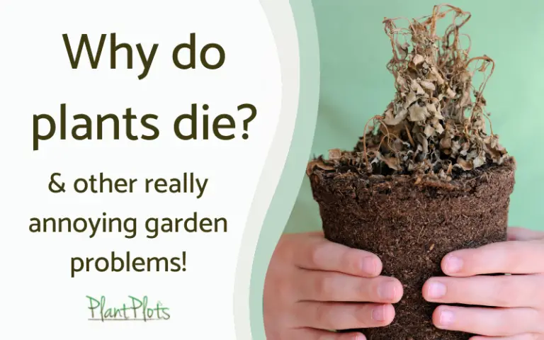 Why Do Plants Die?