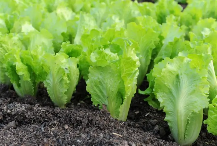 Why Is Lettuce Growing Tall? Bolting Explained