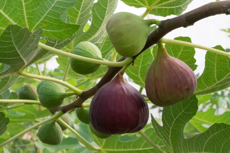 Why Is My Fig Tree Not Fruiting?