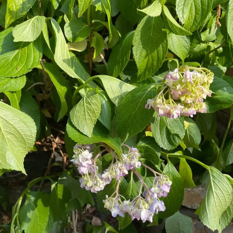 Why Is My Hydrangea Drooping?