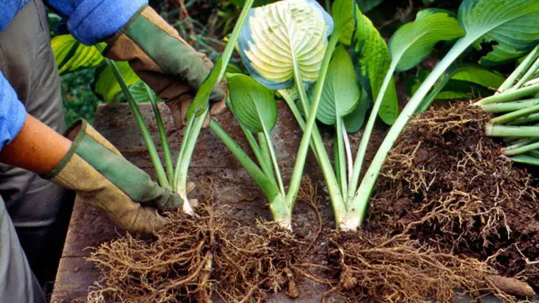 Why You Should Divide Your Hostas This Fall!