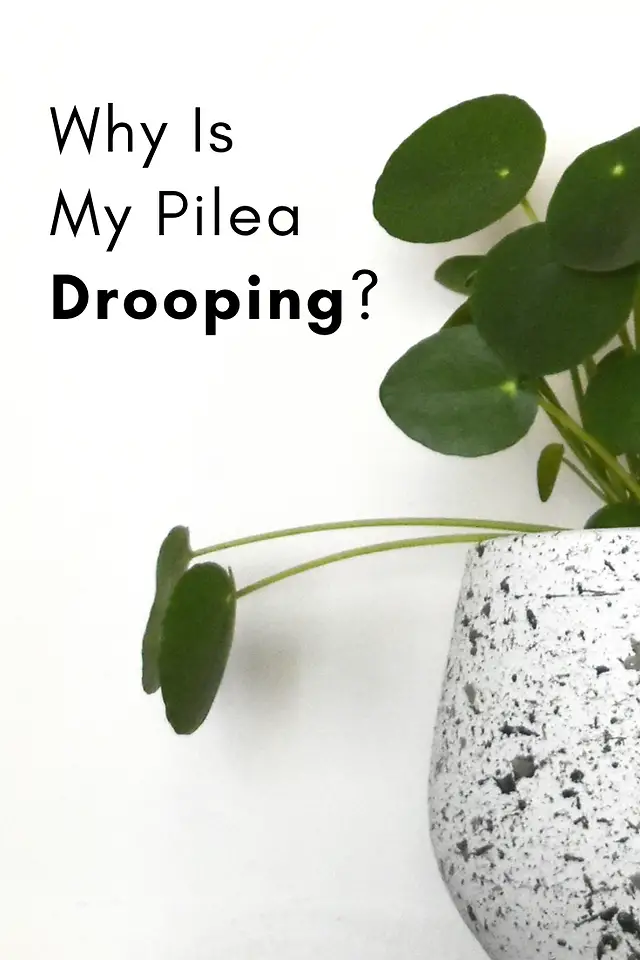 Why Your Pilea Tipped Over - And How To Fix It Fast!