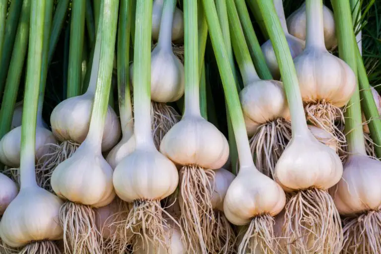 growing garlic